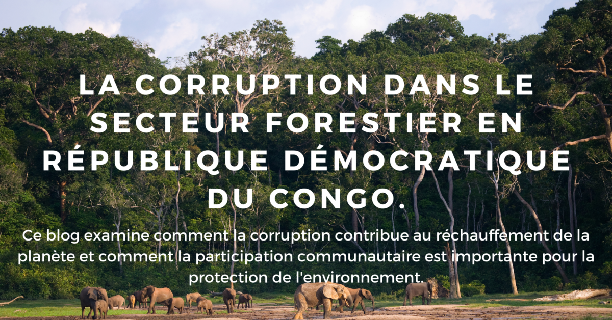 La corruption menace les forêts et contribue au réchauffement climatique